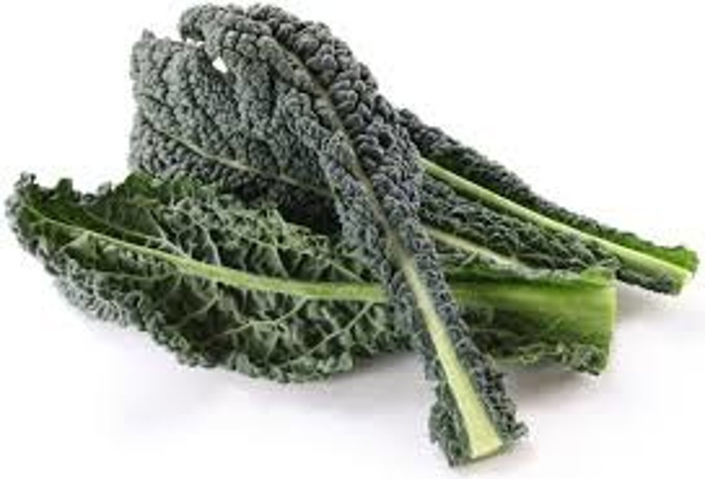 <p>Dinosaur Kale</p>