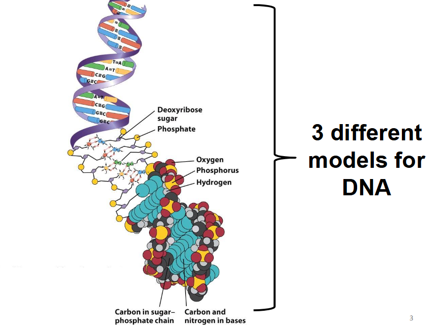 <p>Genes determine traits, appearances, and some aspects of intellect.</p>