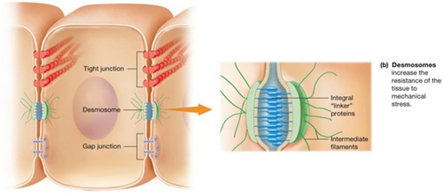 <p>One of the three major types of cell junctions.</p>
