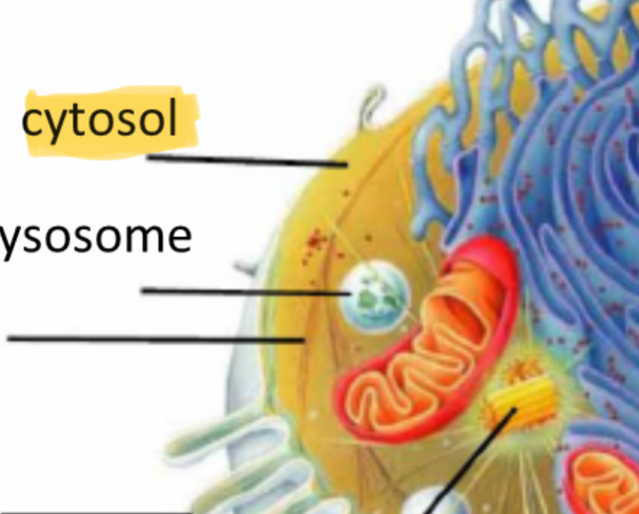 <p>Fluid where the organelles are in </p>