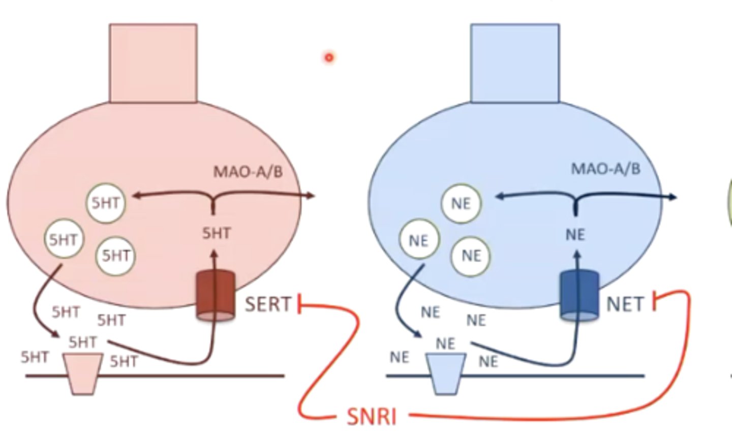 <p>inhibition of the serotonin and norepinephrine transporters, therefore increasing serotonin and norepinephrine signaling </p>