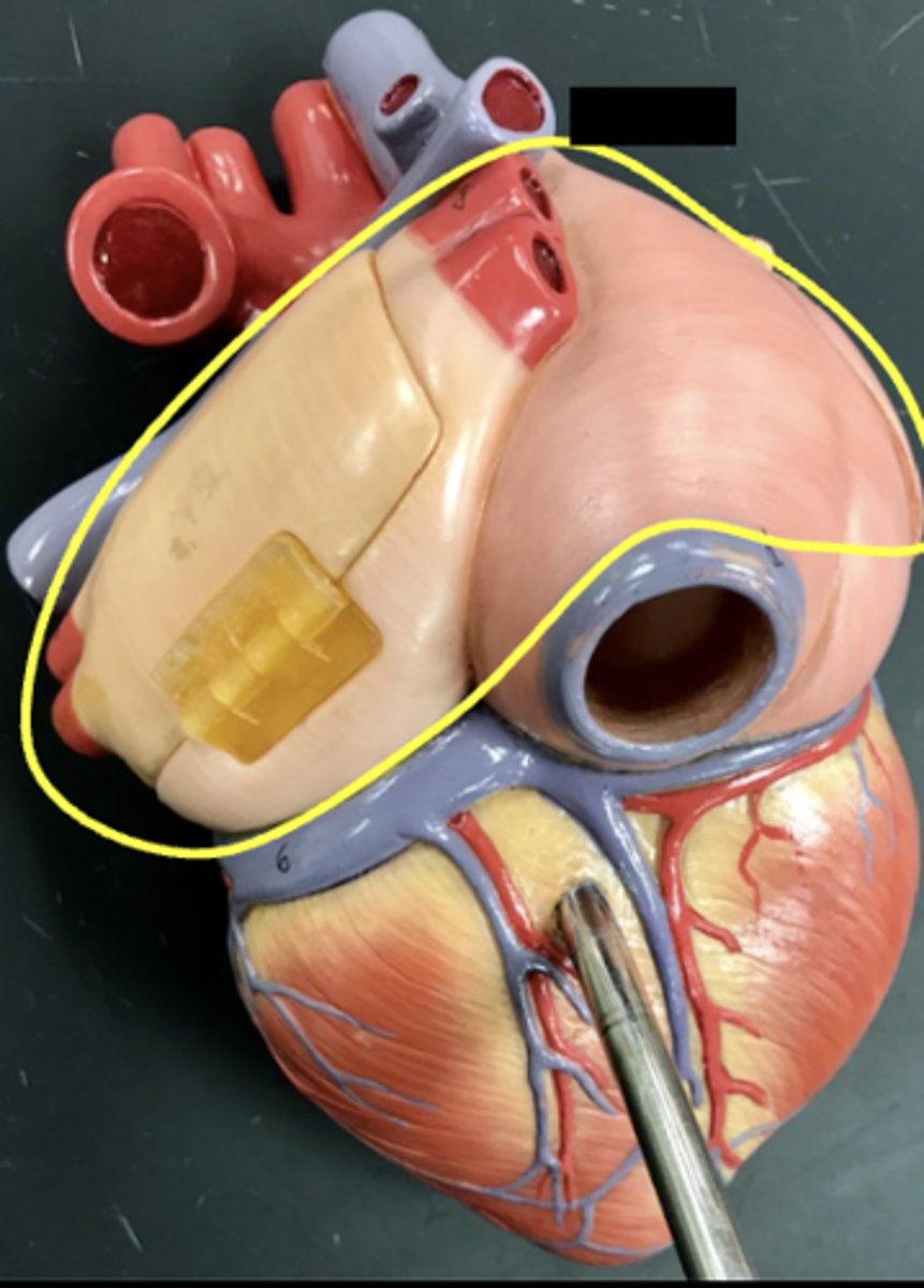 <p>The yellow outline is called the ...</p>