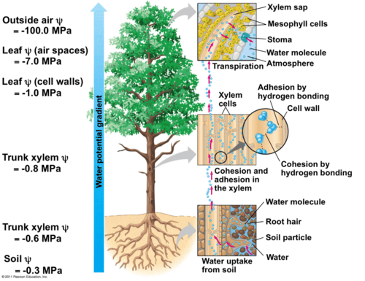 <p>Movement of water from roots through the stems and leaves of plants.</p>