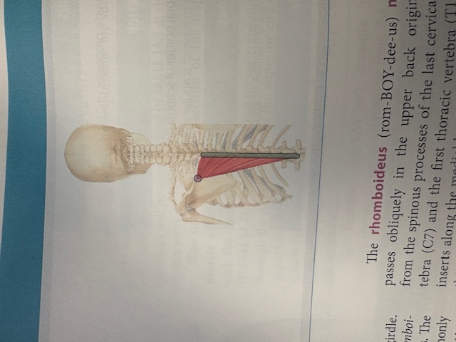<p>Lower Trapezius </p>