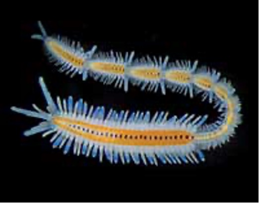 <p><span>•Latin: <em>Errere</em>, to wander</span></p><p><span>•Free-living mobile marine worms</span></p><p><span>•Possess a pair of fleshy parapodia with tiny, chitinous chaetae or setae (bristles) on each segment</span></p><p><span>•Possess well-developed sense organs</span></p><p><span>•Antennae &amp; eyes</span></p>