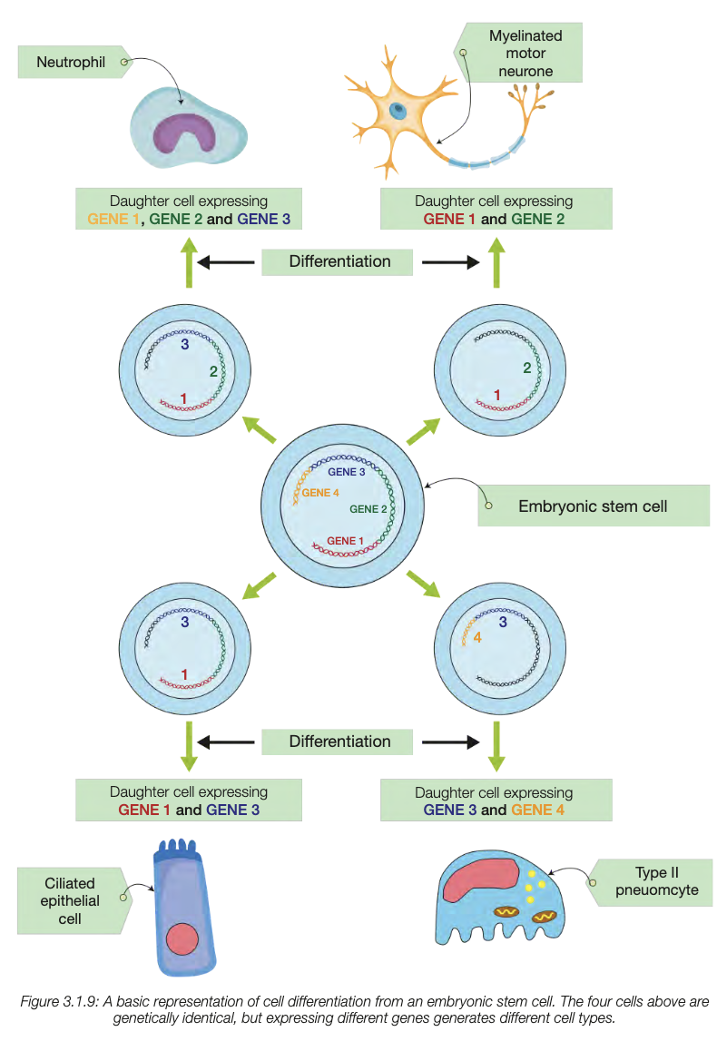 <ul><li><p>zygote divides many times by mitosis and makes genticially identical embyonic stem cells (ball of it)</p></li><li><p>only some specific genes are switched on and produce specific proteins - gene expression - determines structure and function of specialisedd cells </p></li></ul><p></p>