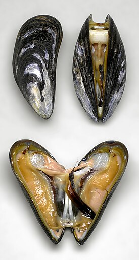 <p>Mytilus trossulus, sinisimpukka</p>