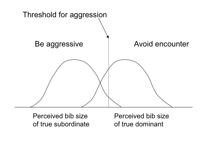 <p>Siskins must decide whether to approach resource defended by another Siskin</p><p>Black throat patch provides info. On opponents relative status</p><p>The consequence of errors may influence both the response of the Siskin and the utility of the signal</p><p>Sources of error in discrimination</p><p>Relationship between signal and ability</p><p>Receiver’s estimate of patch size</p><p>Types of error (Should siskin ATTACK?)</p><p>False negative (Opponent’s actual ability is worse than perceived, so siskin avoids a fight it could have won)</p><p>False positive (Opponent’s actual ability is better than perceived, so siskin gets into a losing fight)</p><p>Types of error (Should siskin DEFER?)</p><p>False negative (Actual ability is better than perceived, so siskin gets into a losing fight)</p><p>False positive (Actual ability is worse than perceived, so siskin avoids an encounter it would have won)</p><p>Receiver cannot simultaneously minimize both types of error given same constraints on perceiving signal</p>