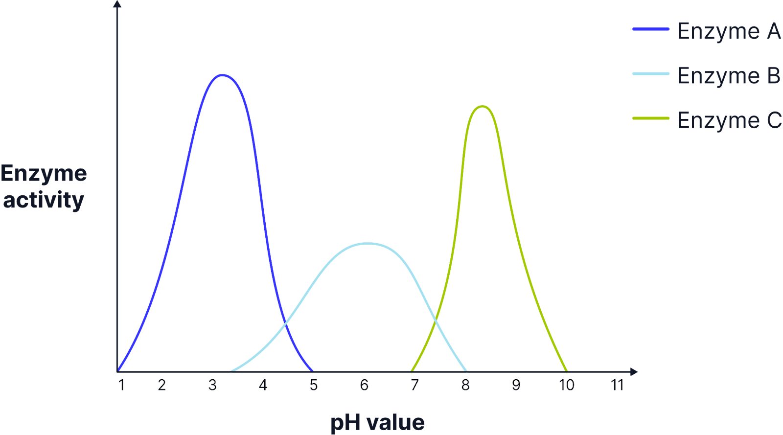 <p>Enzymes are denatured at  anything higher or lower than the optimum pH.</p><p class="helperbird-reading-line-height-22">The excess of H+ and OH- in solution disrupts and breaks hydrogen and ionic bonds in the tertiary structure of the enzymes and denatures the enzyme.</p><p class="helperbird-reading-line-height-22">The active site is no longer complementary to the substrate and no enzyme substrate complexes form.</p><p class="helperbird-reading-line-height-22">Different enzymes will have a different optimum pH. The optimum pH for a protease, pepsin, is a pH of 2 because it is secreted in the stomach.</p><p class="helperbird-reading-line-height-22">Some enzymes may be adapted to function over a wider range of pH values. For example, in the case of bacteria this could mean that they are more tolerant to changes in the environment.</p><p class="helperbird-reading-line-height-22">When investigating the effect of pH on the action of enzymes a buffer solution can be used. This is very important if the products of the enzyme controlled reaction would lead to a pH change.</p>