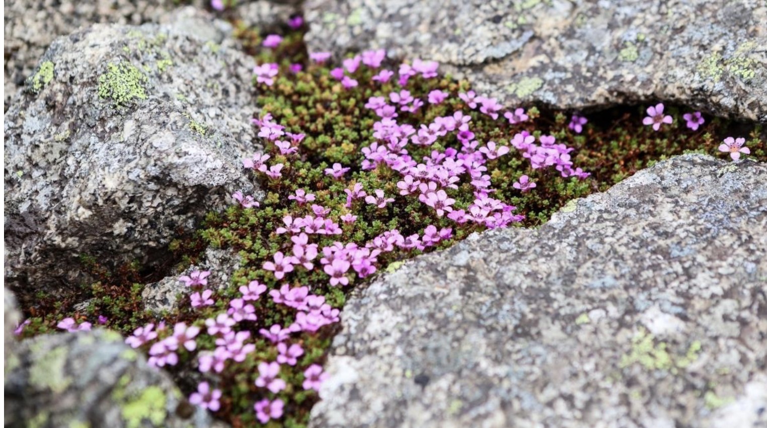 Flower 215