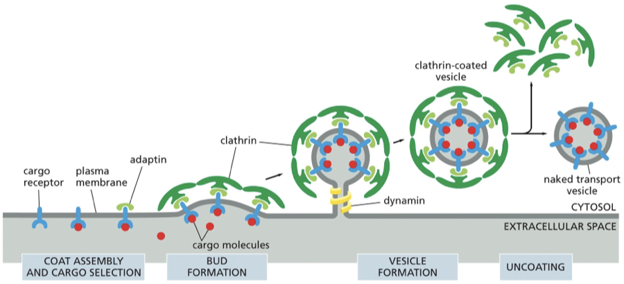 <p>clathrin coated vesicles</p><ul><li><p>what is clathrin</p></li><li><p>dynamin vs adaptins</p></li><li><p>describe this figure </p></li></ul><p></p>