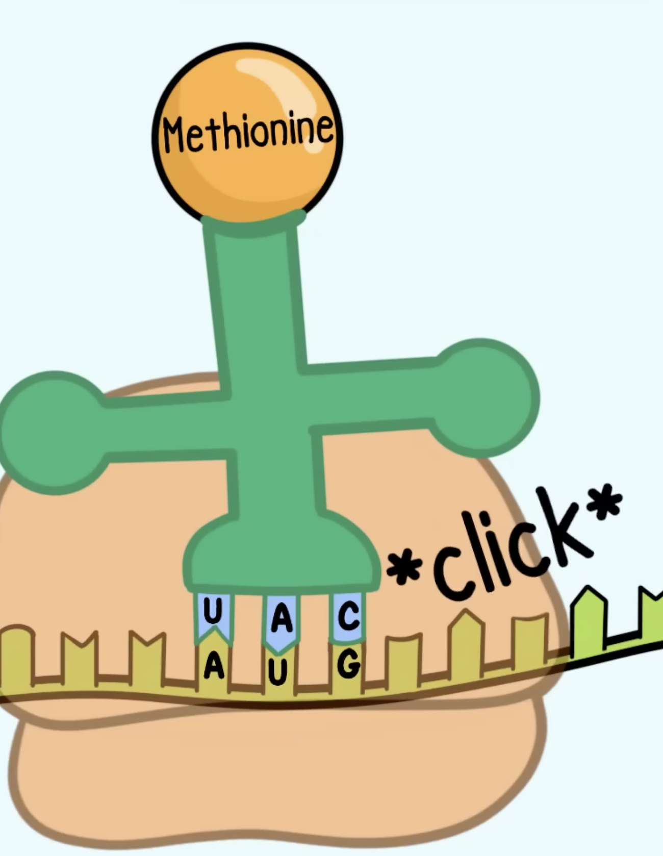 <ul><li><p><strong>AUG</strong> signals start of translation</p></li><li><p><strong>Methionine</strong>.</p></li></ul><p></p>