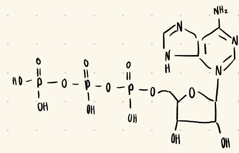 <ul><li><p>ATP</p></li></ul><p></p>
