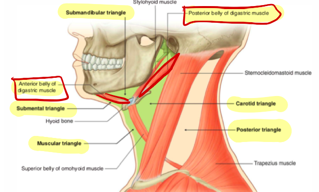 The boundaries of the anterior triangles are as follows:


1. Superior boundary - the inferior border of the mandible 
2. Anterior boundary - the anterior midline 
3. Posterior boundary - the anterior border of SCM 

\
The apex of the anterior triangle lies inferiorly, at the jugular notch

\
The roof of the anterior triangle is formed by the investing layer of the deep cervical fascia, and the superficial cervical fascia, and the platysma. 

\
Subdivisions of the Anterior Triangle 


1. Submental Triangle - below chin 
2. Submandibular (digastric triangle 
3. Carotid Triangle 
4. Muscular Triangle 

\
\
