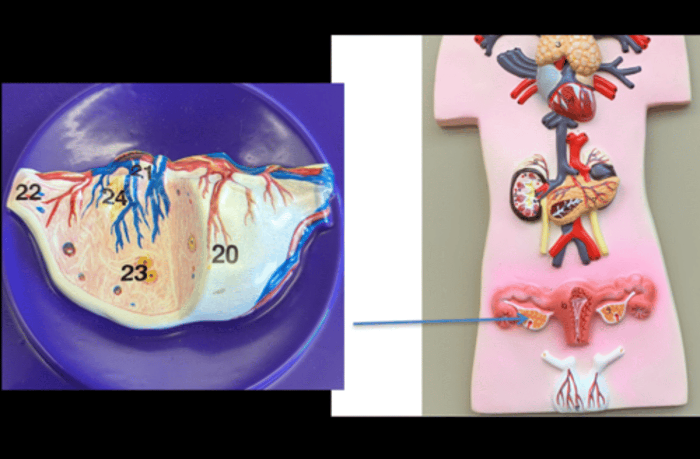 <p>Name this gland</p>