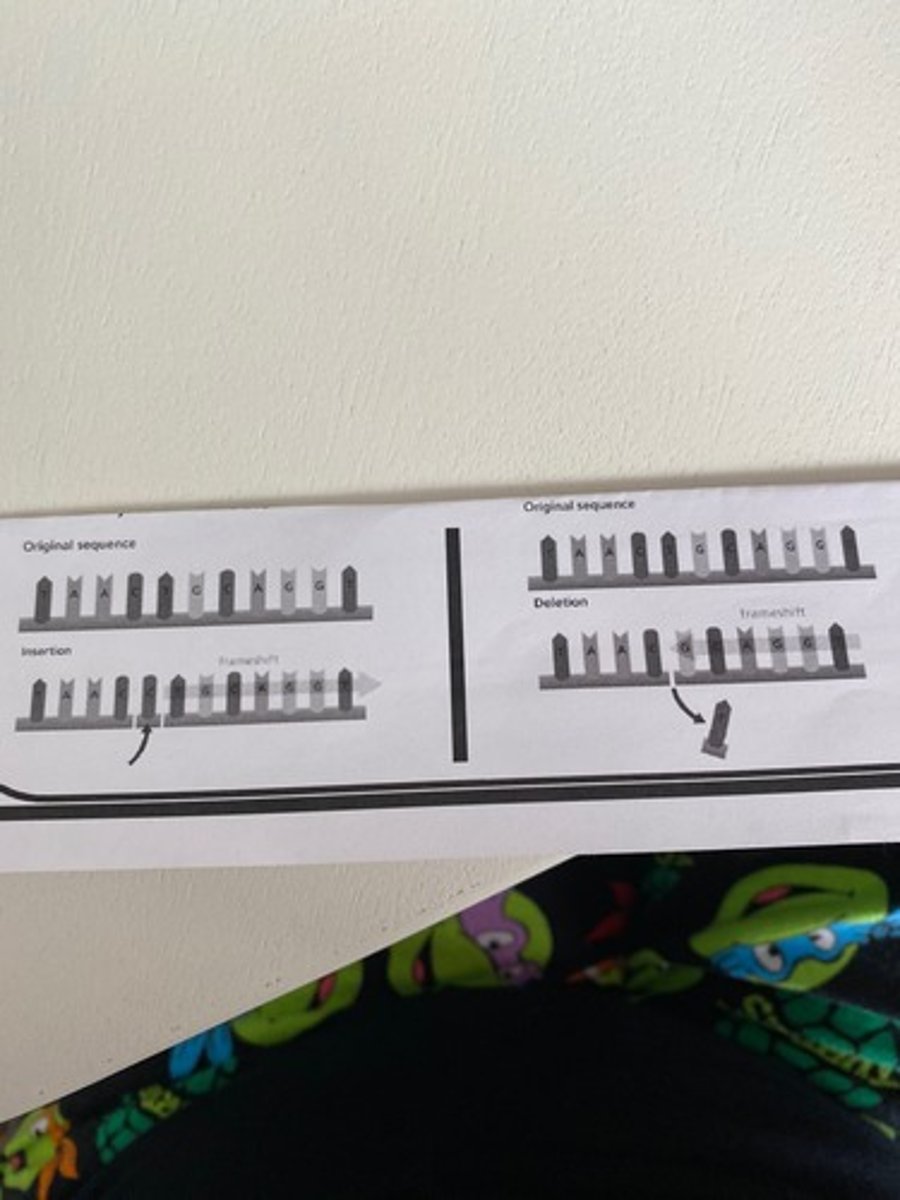 <p>Involves insertion or deletion of a nucleotide in a DNA sequence.</p>