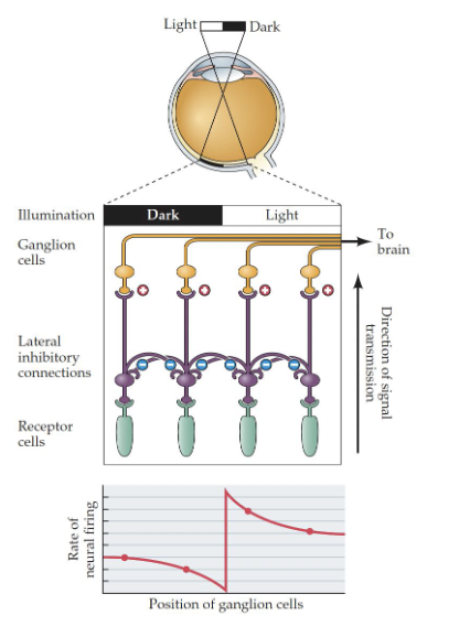 <p>When neurons in a region are interconnected, either through their own axons or by means of interneurons (*cough* horizontal cells *cough<em>*</em>) and each neuron tends to inhibit its neighbors</p><p>This allows <strong>contrasting edges </strong>to be emphasized at the level of the retina  </p><p>Right at the retina, to enhance </p><p>Emphasize on differences, no emphasize on sameness, need to see tiny differences </p>