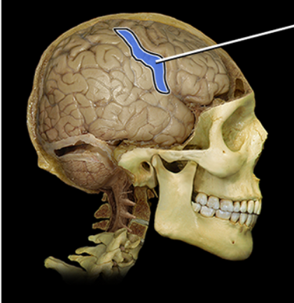 <p><span><span>Postcentral gyrus</span></span></p>