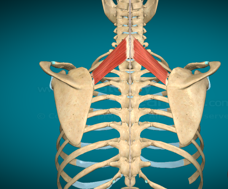 <p>What does the Rhomboid Minor do?</p>