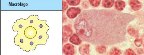 <p>¿cuál es la función de los macrófagos?</p>