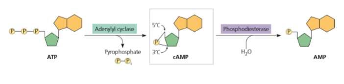 <p>non-protein water soluble signaling molecules</p><ul><li><p>adenylyl cyclase removes 2 phosphates from ATP, making it cAMP</p></li><li><p>phosphodiesterase converts cAMP to AMP</p></li></ul><p></p>