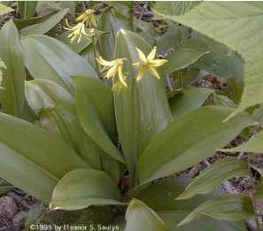 <p><em>Clintonia borealis</em></p>