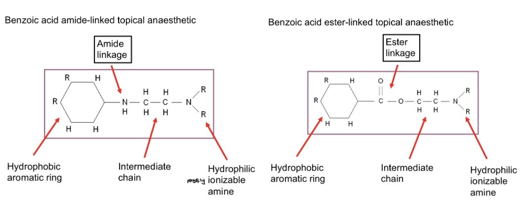 <p>a hydrophobic aromatic ring structure</p><p>and</p><p>a hydrophilic amine structure, with intermediate chain</p><p>linked by either:</p><p>(lidocaine) an amide linkage</p><ul><li><p>drug is resistant to break down</p></li><li><p>longer duration of action than ester linked TAs</p></li><li><p>allergic reaction much rarer</p></li></ul><p>(other TAs) an ester linkage</p><ul><li><p>drug is rapidly broken down</p></li><li><p>therefore short duration of action</p></li><li><p>allergic reaction is common (due to products when drug is metabolised)</p></li></ul><p></p>