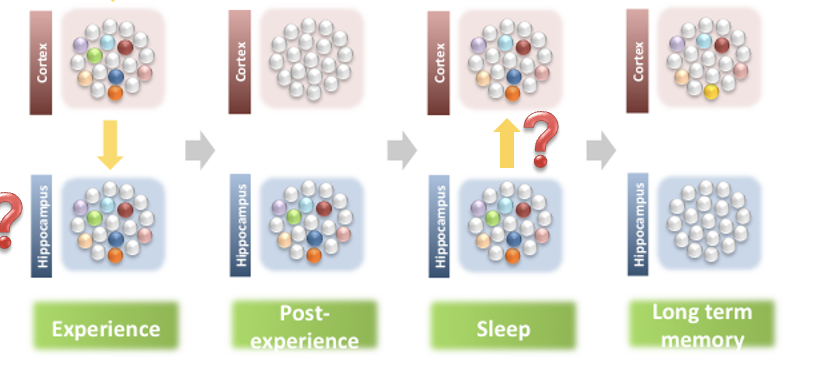 <ul><li><p>information to cortex after experience to the hippocampus</p></li><li><p>representations in the hippocampus, not in the cortex</p></li><li><p>hippocampus → cortex repeatedly (1000 times)</p></li><li><p>remains in cortex after memory consolidation</p></li></ul><p></p>