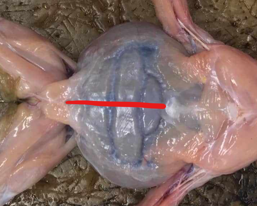 <p>mid-ventral line; separates the two recti abdominis; appears red because of the presence of the blood vessel, the ventral abdominal vein</p>
