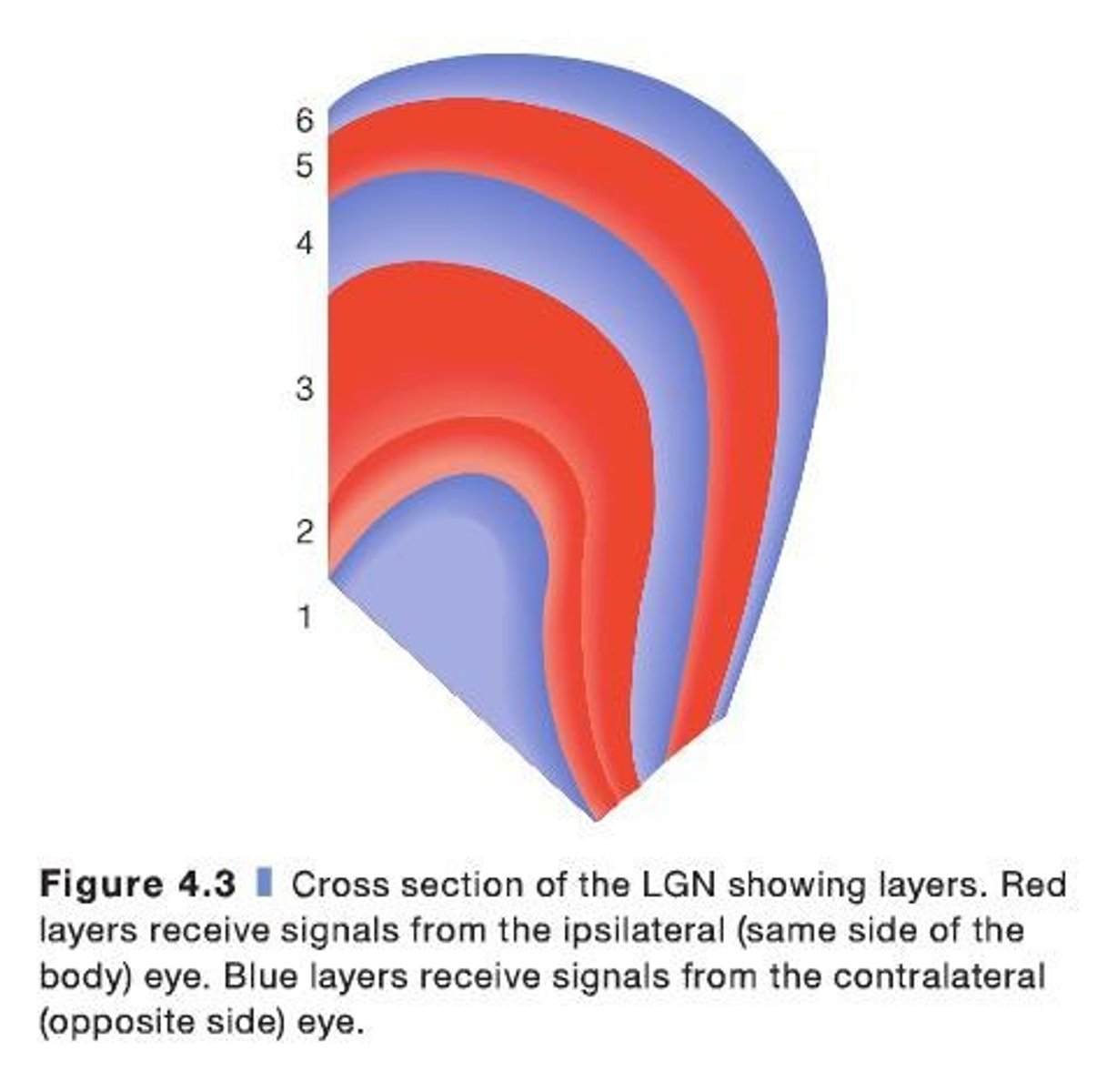 <p>Magnocellular layers (1 and 2) and Parvocellular layers (3, 4, 5, and 6).</p>