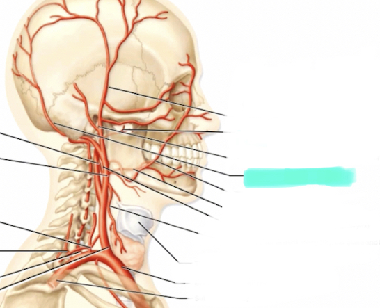 <p>Branch of external carotid</p>