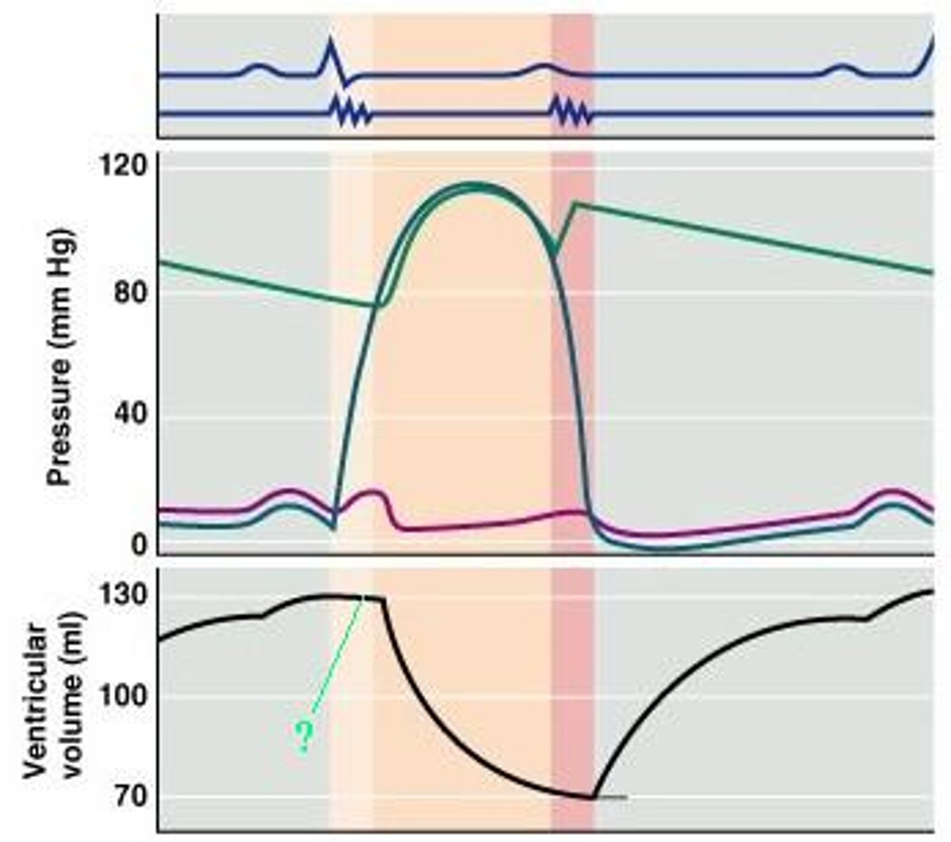 <p>What cardiac cycle volume is indicated on the diagram?</p>