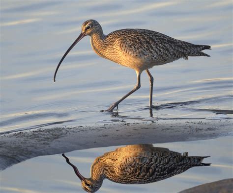 Very long downturned bill, light blue colored long legs, speckled buffy back. Males and females similar
