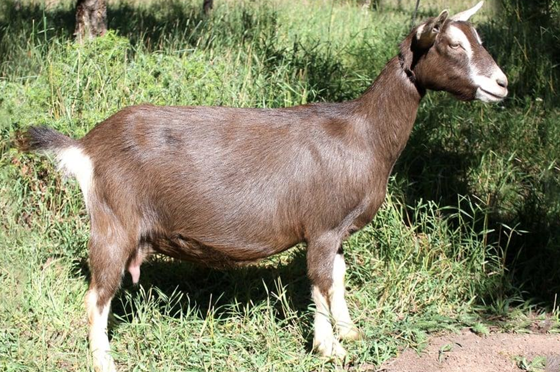 <p>What Goat is this?</p>