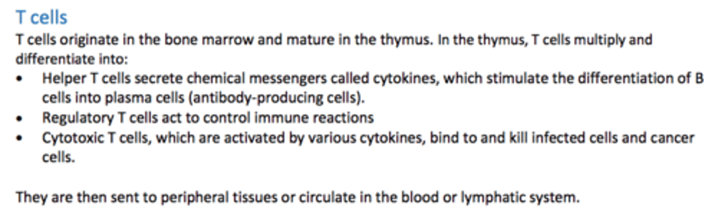 <p>1) Helper T-cells</p><p>2) Regulatory T-cells</p><p>3) Cytotoxic T-cells</p>