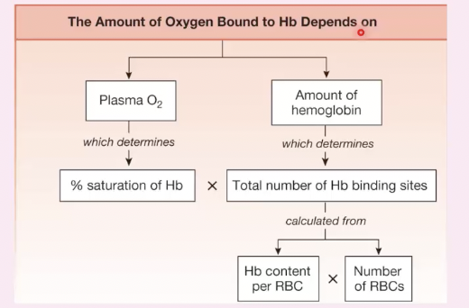 <ul><li><p class=""><strong>Partial Pressure of Oxygen ( PO<sub>2</sub> ):</strong></p><ul><li><p class="">Higher PO<sub>2</sub> (lungs) → <strong>More O₂ binds to hemoglobin</strong> (HbO₂ formation).</p></li><li><p class="">Lower PO<sub>2</sub>​​ (tissues) → <strong>O₂ is released</strong> for cellular use.</p></li></ul></li><li><p class=""><strong>pH (Bohr Effect):</strong></p><ul><li><p class=""><strong>Low pH (acidic, ↑CO₂, ↑H⁺)</strong> → O₂ <strong>unloads</strong> more easily (right shift in curve).</p></li><li><p class=""><strong>High pH (alkaline)</strong> → Hb holds onto O₂ more tightly (left shift).</p></li></ul></li><li><p class=""><strong>Carbon Dioxide (CO₂) Levels:</strong></p><ul><li><p class="">↑ CO₂ <strong>lowers pH</strong> and promotes O₂ release.</p></li><li><p class="">↓ CO₂ <strong>raises pH</strong>, increasing O₂ binding.</p></li></ul></li><li><p class=""><strong>Temperature:</strong></p><ul><li><p class="">↑ Temperature (active tissues) → <strong>More O₂ is released</strong> (right shift).</p></li><li><p class="">↓ Temperature (lungs) → <strong>More O₂ binds</strong> (left shift).</p></li></ul></li></ul><p></p>