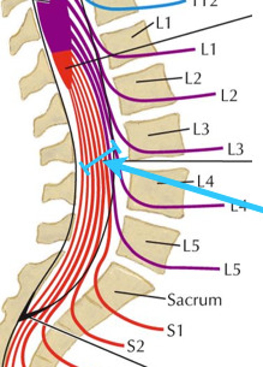 <p>spinal nerve roots in the sacral region</p>
