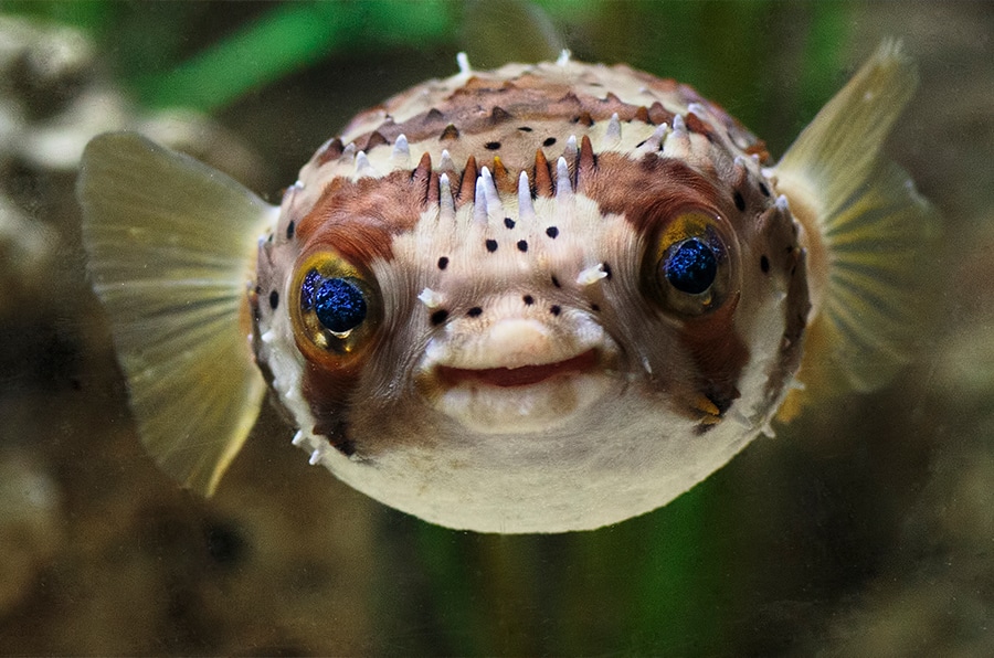 <p>pufferfish</p>