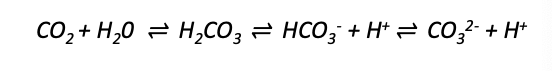 <p>CO2 dissolving in water:</p><p>carbon dioxide → __ acid → __ → carbonate</p>