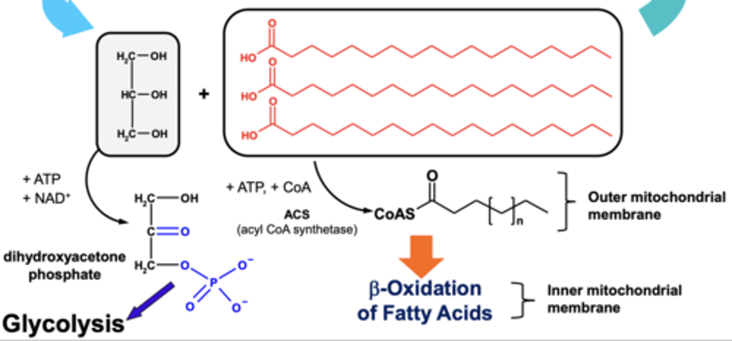 <p>- Via production of dihydroxyacetone phosphate.</p><p>- β-oxidation of fatty acid chains.</p>