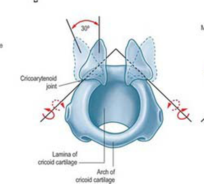 <p>permit rocking gliding and rotation; cricoid to arytenoids </p>