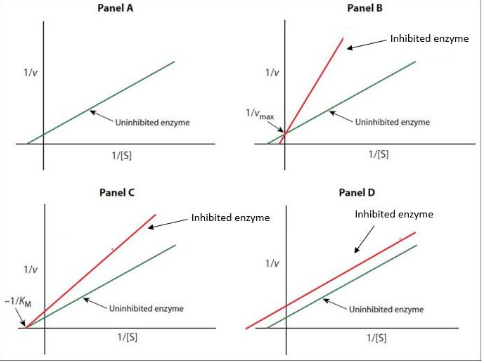 <p><strong>IClicker: </strong>Which panel best represents the changes to enzyme kinetics if you applied a noncompetitive inhibitor?</p>