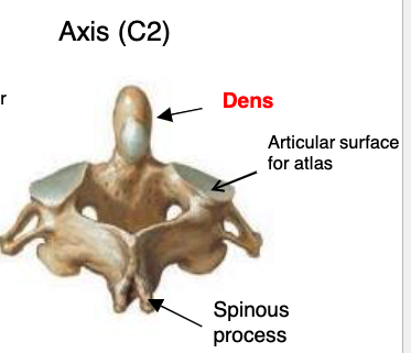 <p>axis (C2)</p>