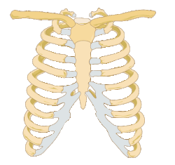 <ul><li><p>is a bony and cartilaginous structure that surrounds and protects the organs of the chest cavity, including the heart and lungs.</p></li><li><p>It plays a vital role in breathing and providing support for the upper body.</p></li></ul><p></p>
