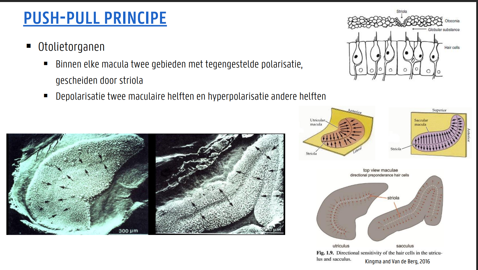 <ul><li><p>Binnen elke macula twee gebieden met tegengestelde polarisatie, gescheiden door striola </p></li><li><p>Depolarisatie twee maculaire helften en hyperpolarisatie andere helften</p></li></ul><p></p>