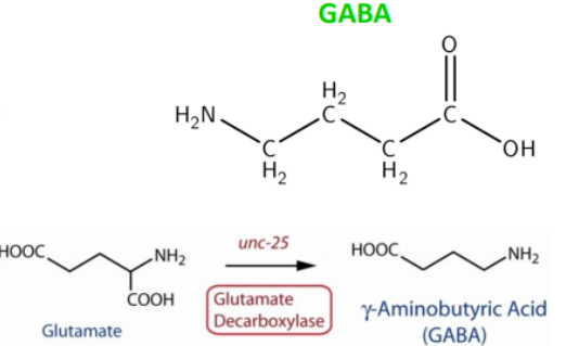 <ul><li><p class="">Most abundant inhibitory neurotransmitter in the brain</p></li><li><p class="">Synthesized from glutamate via glutamic acid decarboxylase (GAD)</p></li><li><p class="">Neurones that synthesise GABA are called inhibitory GABAergic neurones</p></li><li><p class="">Acts at inhibitory synapses to suppress neuronal activity</p></li></ul><p></p>