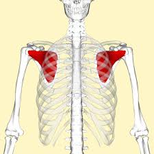 <p>Name this muscle (action, innervation, origin, insertion)</p>