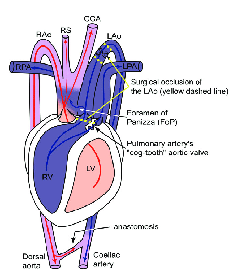 Four-chambered heart