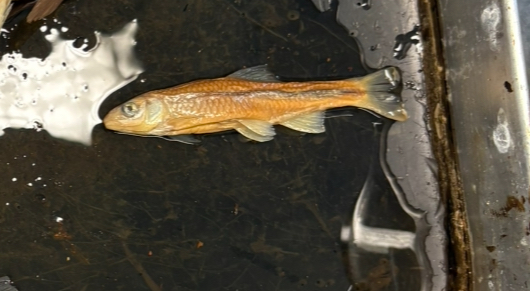 <p>name the superclass, class, subclass, order, and common name of this organism</p>