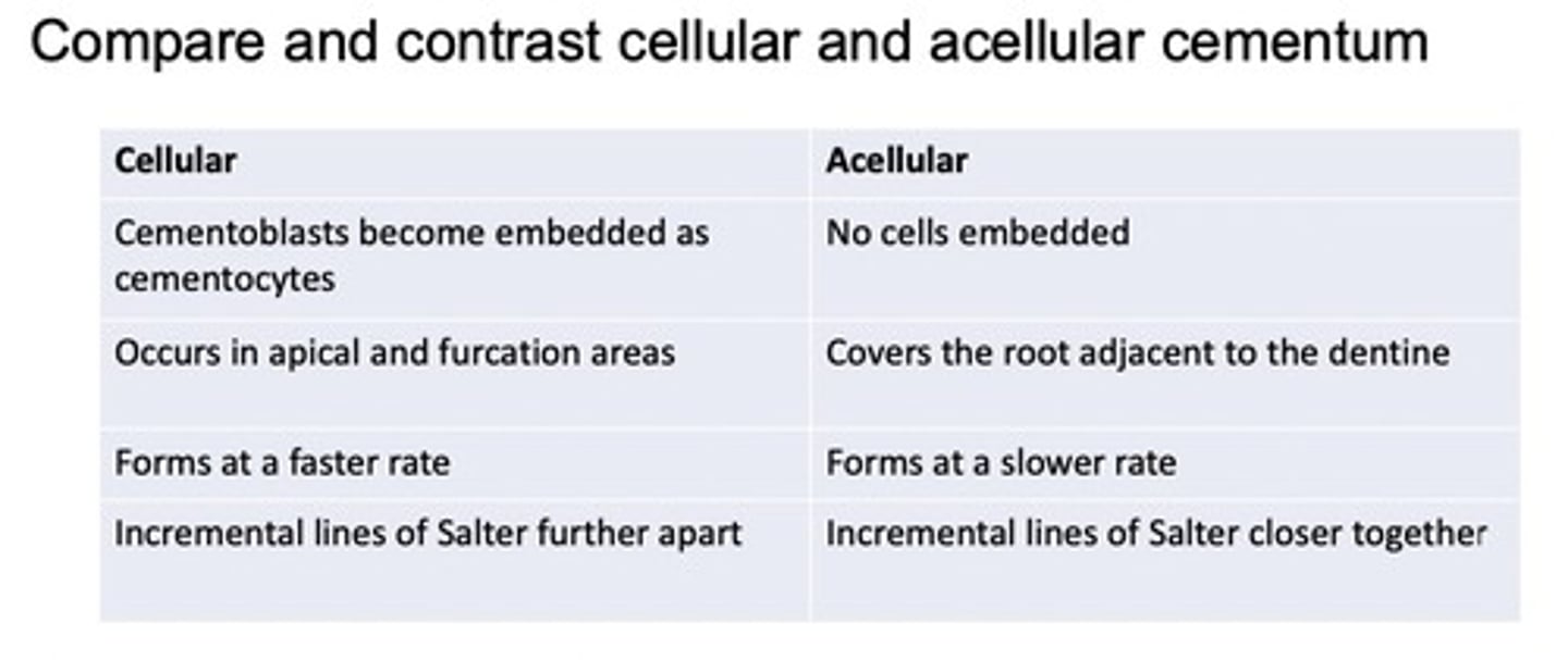 <p>Acellular:</p><p>- forms before teeth are in occlusion</p><p>- no cells</p><p>- covers 2/3rd of root</p><p>- plays important role in tooth support</p><p>Cellular:</p><p>- forms after the teeth have reached occlusion</p><p>- composed of cementocytes</p><p>- covers apical third of root</p><p>- compensates for active eruption and normal tooth wear by continuous deposition of cementum (cementum thicker as we age)</p>